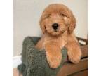 Mini/medium goldendoodles