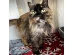 Adopt Marigold a Domestic Medium Hair