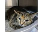 Adopt Cola a Domestic Short Hair