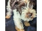 Schnauzer (Miniature) Puppy for sale in Walnut Grove, MO, USA