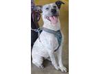 Adopt Priscilla a Cattle Dog, Mixed Breed