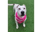 Adopt Jacey a Pit Bull Terrier
