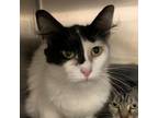 Adopt Kitt a Domestic Medium Hair