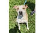 Adopt Dior a Pit Bull Terrier, Mixed Breed