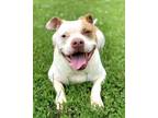 Adopt Bree a Pit Bull Terrier, Boxer