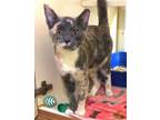 Adopt Sweet Pea a Domestic Short Hair