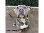 Adopt Paris a Pit Bull Terrier