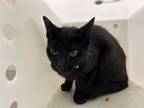 Adopt WC Sweetie a Domestic Short Hair