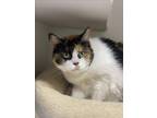 Adopt ARIZONA a Domestic Short Hair