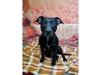 Adopt Whirlpool a Terrier