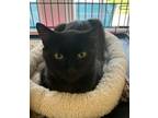 Adopt Matthew a Domestic Short Hair