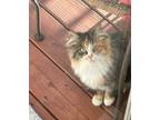 Adopt Rose a Domestic Short Hair