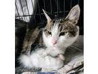 Adopt Cam Cam a Domestic Short Hair