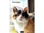 Adopt Penelope ll a Domestic Short Hair