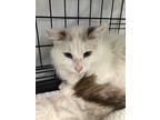 Adopt Maeve a Domestic Long Hair