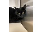 Adopt Chloe a Domestic Short Hair