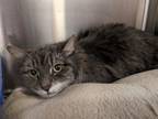 Adopt Tulip a Domestic Medium Hair