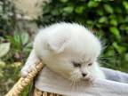 BLANCO Scottish Fold Boy