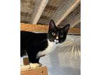 Adopt Nancy a Domestic Short Hair