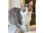 Adopt Tara (aka Wisteria) a Domestic Short Hair