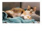 Adopt Destiny a Calico, Domestic Medium Hair