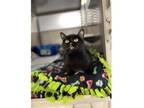 Adopt Cocoa a Domestic Short Hair