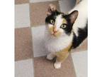 Adopt Keely a Calico