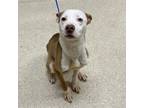 Adopt Fancy a American Staffordshire Terrier