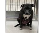 Adopt Trinity a American Staffordshire Terrier