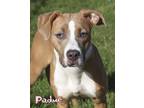 Adopt Padme a Hound, Mixed Breed