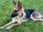 Adopt Ling Ling a German Shepherd Dog