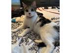 Adopt Nova a Domestic Short Hair