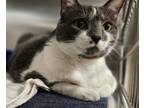 Adopt Hazel a Domestic Short Hair