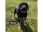 Adopt Betty a Mixed Breed