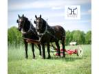 Percheron Draft Horse team Avaliable NOW