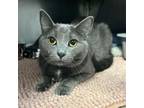 Adopt Bernadette ~PetSmart~ a Domestic Short Hair