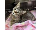 Adopt Carousel Q7 a Domestic Short Hair