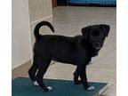 Adopt Poppy a Labrador Retriever