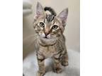 Adopt Tiki a Domestic Short Hair