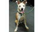 Adopt Princess a American Staffordshire Terrier, Mixed Breed