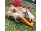 Adopt Mama Cosmo a Pit Bull Terrier