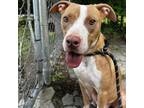 Adopt Mama Cosmo a Pit Bull Terrier