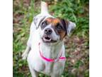 Adopt Kiwi a Jack Russell Terrier