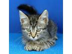 Adopt Tylee- 050117S a Domestic Short Hair