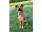 Adopt Journey a Shepherd, Mixed Breed