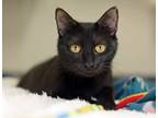 Adopt Gillian a Domestic Short Hair