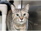 Adopt Mantis a Domestic Short Hair