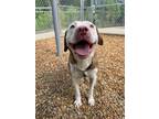 Adopt 55844180 a Pit Bull Terrier, Mixed Breed