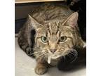 Adopt SNICKERS a Domestic Short Hair