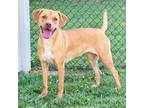 Adopt RED a Labrador Retriever, Mixed Breed